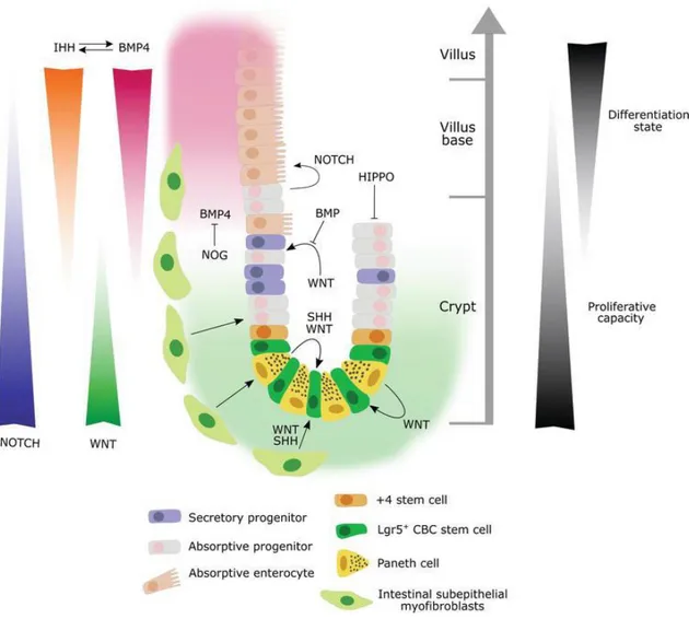 Figure 11. Schematic representation of the major signaling pathways involved in CSC biology