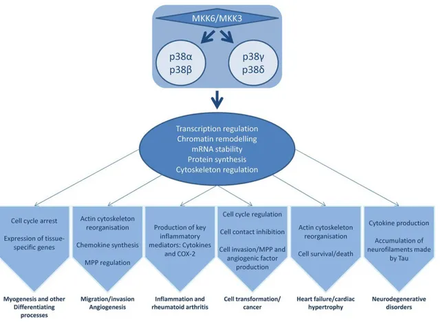 Figure 12. p38 MAPK family regulate multiple cellular processes and physiological functions