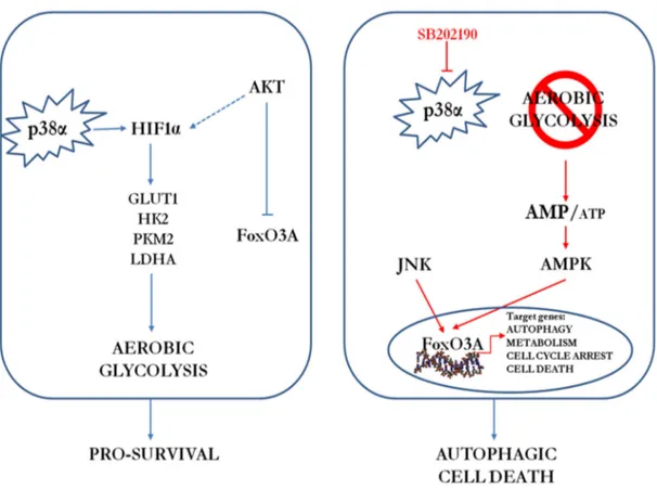 Figure 13. Schematic representation of the p38α involvement in CRC. (a) p38α is involved in  the regulation of key metabolic cascades in CRC, sustaining HIF1α protein expression and the  transcription  of  HIF1α  target  genes,  such  as  GLUT1,  HK2,  PKM