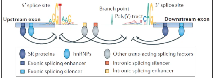 Figure 8. Spliceosome regulatory elements (Dvinge et al. 2016).