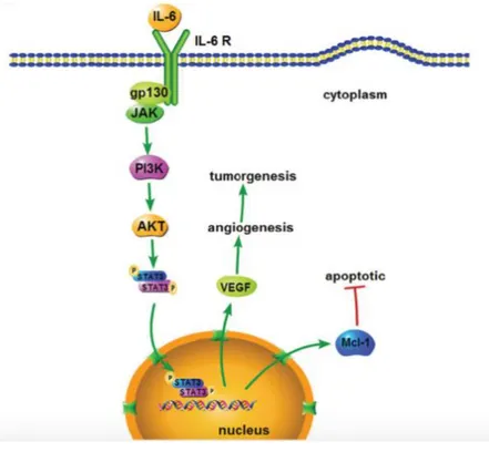 Figura  5  –  IL-6:  promozione  della  crescita  tumorale  e  riduzione  dell'apoptosi  mediato da VEGF e Mcl-1, tramite il pathway di STAT3 (modificata da Wei LH,  Oncogene 2003)