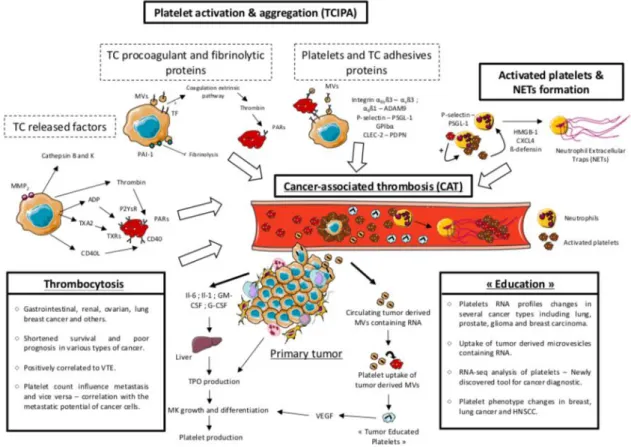 Figura  7  –  Piastrine  e  meccanismi  di  promozione  dello  sviluppo  tumorale  (modificata da Plantureux L, Cancers 2018)