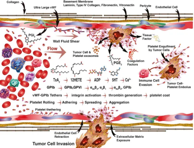 Figura  8  –  Attivazione  piastrinica  attivazione  dei  processi  di  metastatizzazione  (modificata da Jain S, Arterioscler Thromb Vasc Biol 2010)