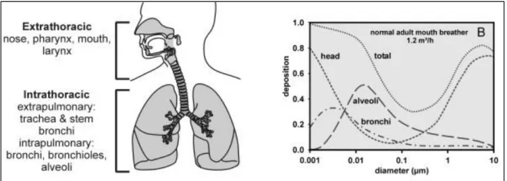 Fig. 1.2 Potential deposition of particles with different sizes into the respiratory system (Geiser and 