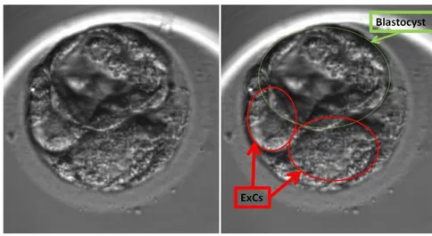 Fig.  3  Example  of  two  cells  excluded  from  the  embryonic  cell  mass  at  the  starting blastulation stage