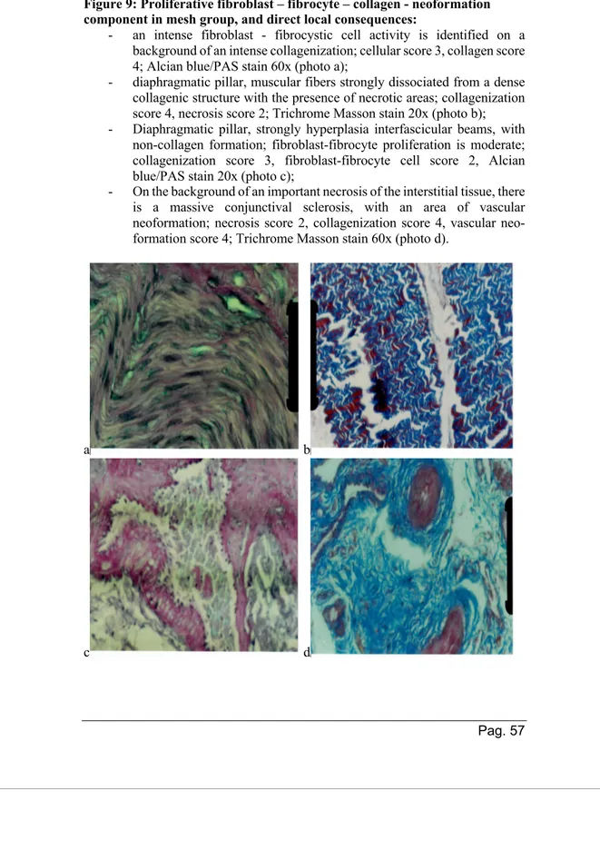 Figure 9: Proliferative fibroblast – fibrocyte – collagen - neoformation  component in mesh group, and direct local consequences: 