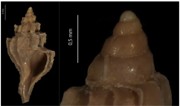 Figure 4. Teleoconch and multispiral protoconch of fossil specimens of Flexopteron foliacea (Melleville, 1843)  (Muricidae), Ypresian, MNHN fossil collection
