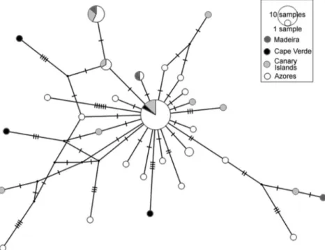 Fig. 3. Median-joining network of C. adansoni haplotypes. Each haplotype is represented by a circle