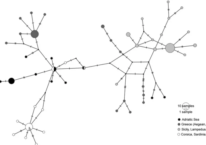 Fig. 4. Median-joining network of C. rustica haplotypes. Each haplotype is represented by a circle