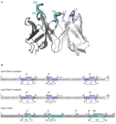 Figure 2: (A) View of the variable domain of an antibody. CDRs are highlighted. 