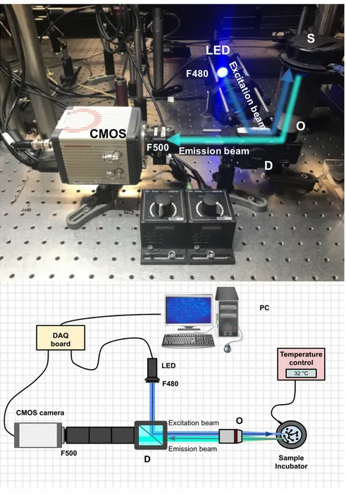 Figure 2.3: Optical setup. LED light source centered at 490 nm was focused on the sample (S) loaded with Fluo-4 and excited the fluorescent molecules bound to calcium ions