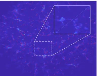 Figure 2.4: Neurons detection. Data were analyzed in the frequency domain via two-dimensional Fourier transform and suitably filtered to eliminate  high-frequency noisy components; neurons position were identified as the local maxima of the matrix.