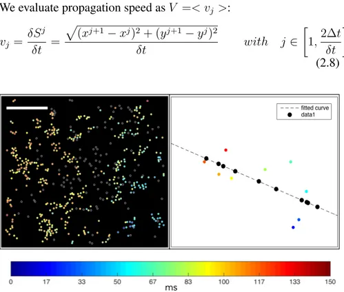 Figure 2.7: Activity propagation. Example of activity propagation along a particular direction