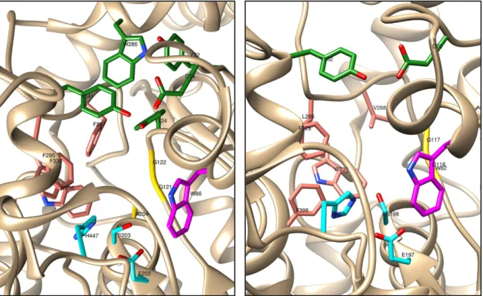 Figure 1. Active site gorges of human AChE (PDB code: 4EY7) on the left and of human BChE (PDB code: 6EP4)  on the right