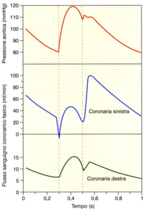 Figura  4.  Variazioni  della  pressione  aortica  e  del  flusso  ematico  nella  coronaria  sinistra  e   destra  in  rapporto  alle  varie  fasi  del  ciclo  cardiaco