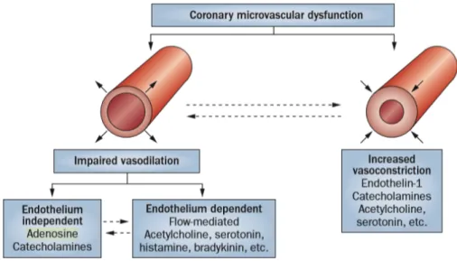 Figura   8.   La   disfunzione   del   microcircolo   coronarico   può   derivare   da   una   variabile   combinazione  tra  anomala  vasodilatazione  e  aumentata  vasocostrizione