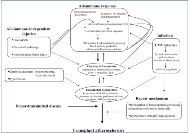 Figure 12:  Collaboration and interaction of alloimmune-dependent and -independent factors influencing the pathogenesis of  transplant vasculopathy