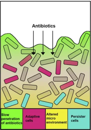 Figure 3. The biofilm-mediated antibiotic resistance. Limited penetration of antibiotics within 