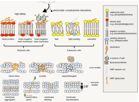 Figure  9.  Molecular  basis  and  general  mechanisms  of  cell  selectivity  of  AMPs  [Lee  et  al 