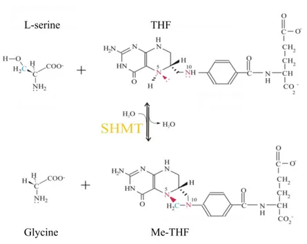 Figure 3. Reaction catalyzed by SHMT with L-serine or glycine and monoglutamylated folates  as substrates