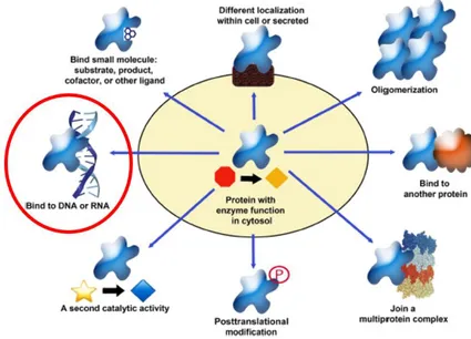 Figure  10.  Schematic  representation  of  the  multiple  properties  of  human  cytosolic  serine  hydroxymethytransferase (SHMT1), the subject of the present thesis is circled in red.