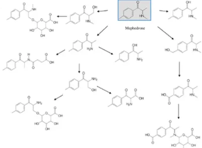 Figure II.9. Scheme of metabolic pathways of Mephedrone adapted from Pozo et.al.  51Mephedrone 