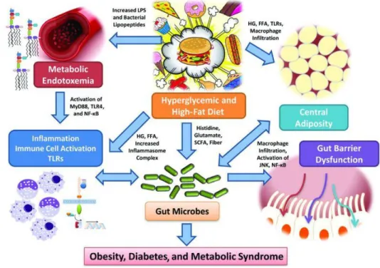 Fig. 1.4: Effects of the exposure to high-fat diet on the gut microbiota (dysbiosis). 