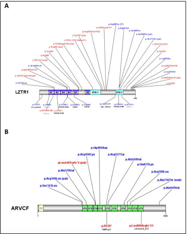 Figure	 9:	 Protein	 locations	 of	 disruptive	 variants	 in	 new	 candidate	 NDD	 risk	 genes.	 (A-B)	 Protein	