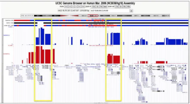 Figure	 13:	 22q11.2	 distal	 CNV	 morbidity	 map	 representation	 depicted	 by	 using	 the	 UCSC	 Genome	