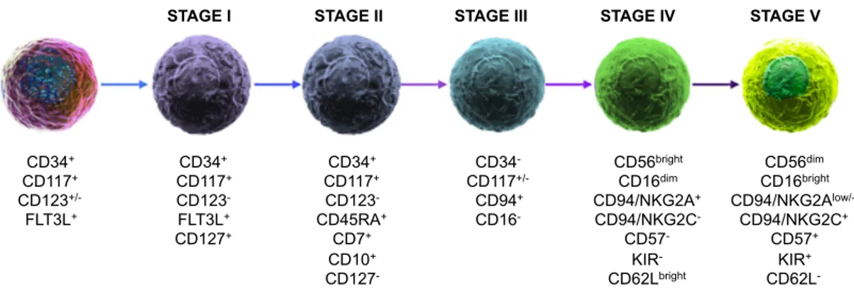 Figure 3. Stages of human NK cell differentiation 