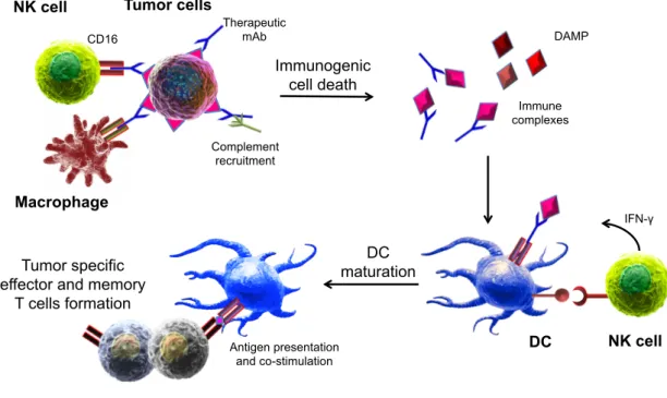 Figure 4. Model for the development of anti-tumor vaccinal effect 