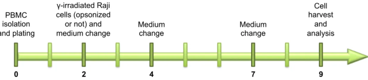 Figure 6. Memory NK cell in vitro expansion timeline  IL-2 (or IL-15 or IL-21) was present throughout the culture