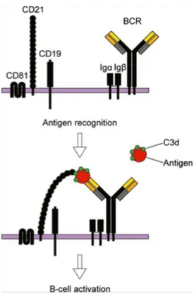Figure 1. The BCR and its co-receptor  