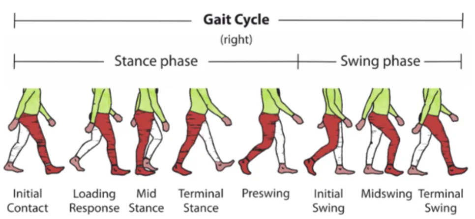 Figure 3.1. Walk cycle dynamics. Inspired by: [ 8 ]