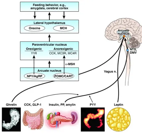 Fig. 1.3: Role of circulating hormones in the central control of energy homeostasis. Gastrointestinal 