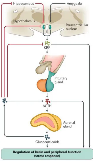 Fig. 1.6: Regulation of the hypothalamic–pituitary–adrenal axis (HPA)  265 . 