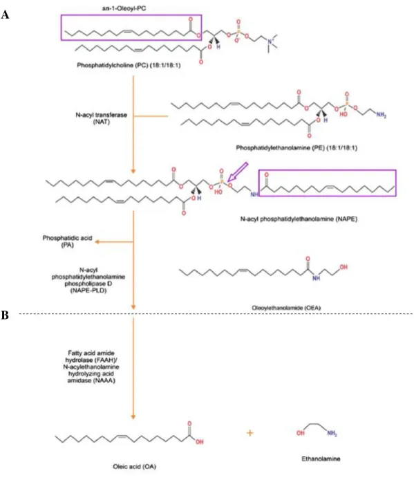 Fig. 1.7: Biosynthesis (panel A) and degradation (panel B) pathways of OEA  395A 