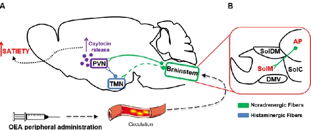Fig.  1.8:  schematic  representation  showing  the  central  mechanism  mediating  OEA’s  hypophagic  action