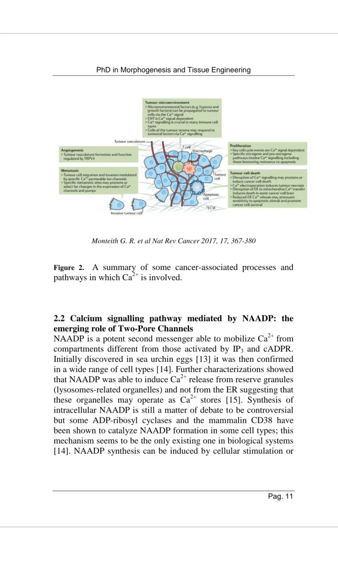 Figure  2.    A  summary  of  some  cancer-associated  processes  and 