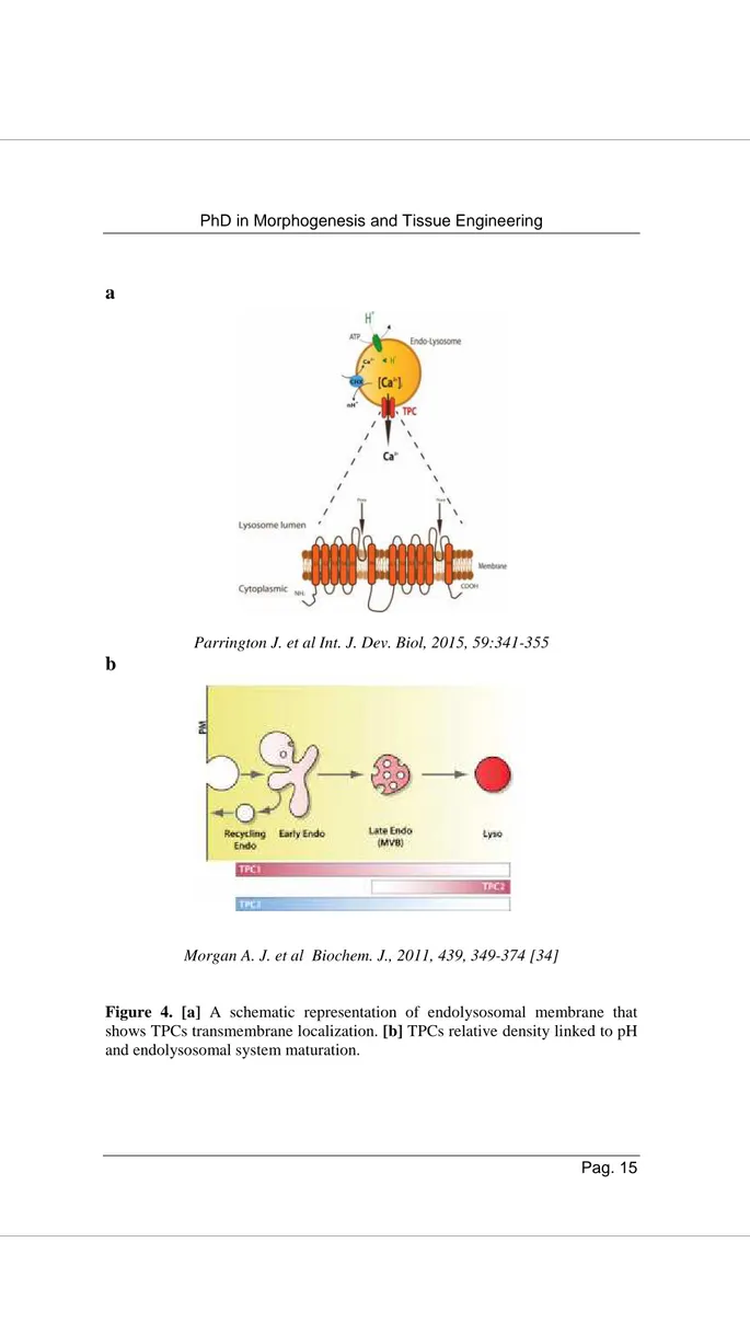 Figure  4.  [a]  A  schematic  representation  of  endolysosomal  membrane  that 