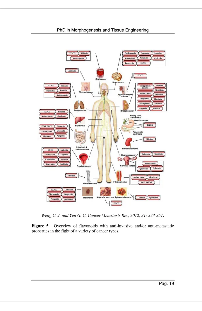 Figure  5.    Overview  of  flavonoids  with  anti-invasive  and/or  anti-metastatic 