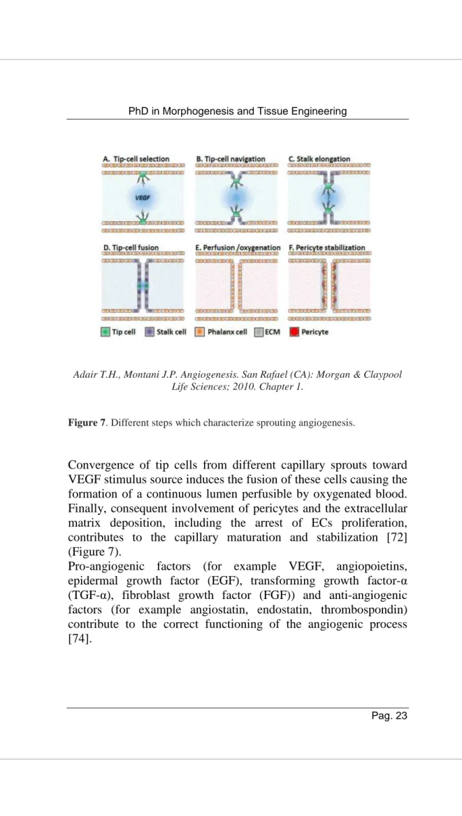 Figure 7. Different steps which characterize sprouting angiogenesis.