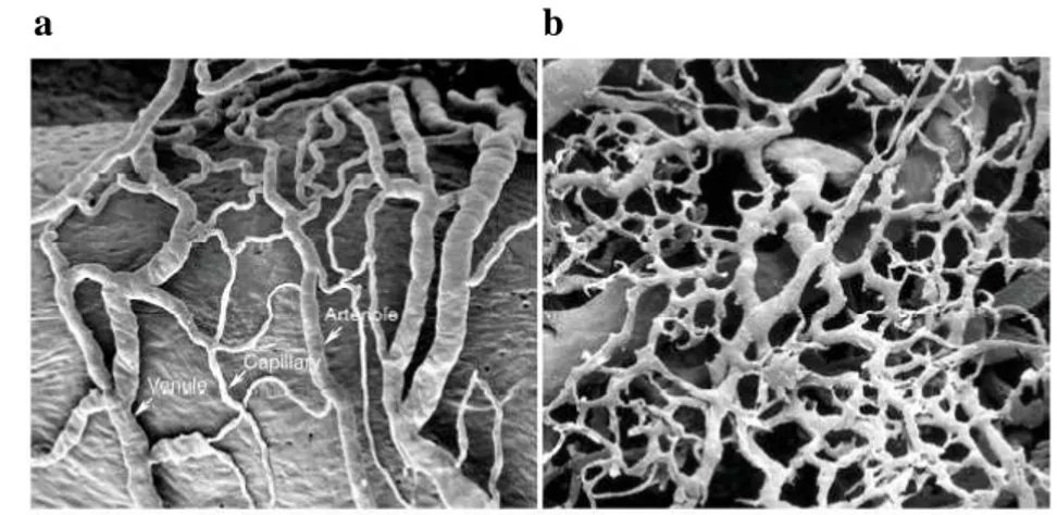 Figure  9.  Representative  microscopic  imaging  of  normal  [a]  and  tumor 