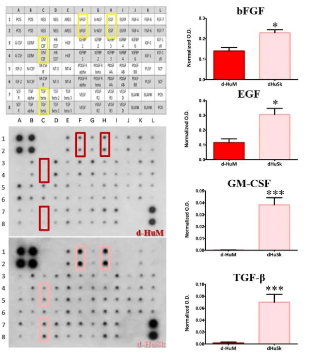 Figura  12.  Analysis  and  quantification  of  growth  factors  evaluated  by  specific  protein  array