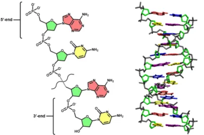 Figure 1.6: Illustration of the molecular structure and conformation of DNA. The molecular structure of a single strand of DNA is shown on the left, featuring the phosphate groups, the deoxyribose sugar (green), adenine nucleotide bases (light red) and the
