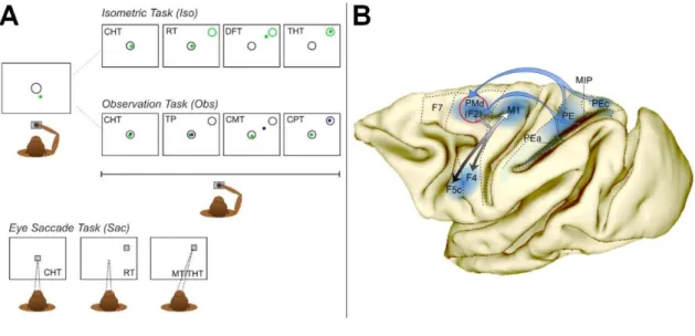 Figure 1. Apparatus, tasks, and recording sites.  A. The monkey controlled a cursor (green dot) on a screen, by 