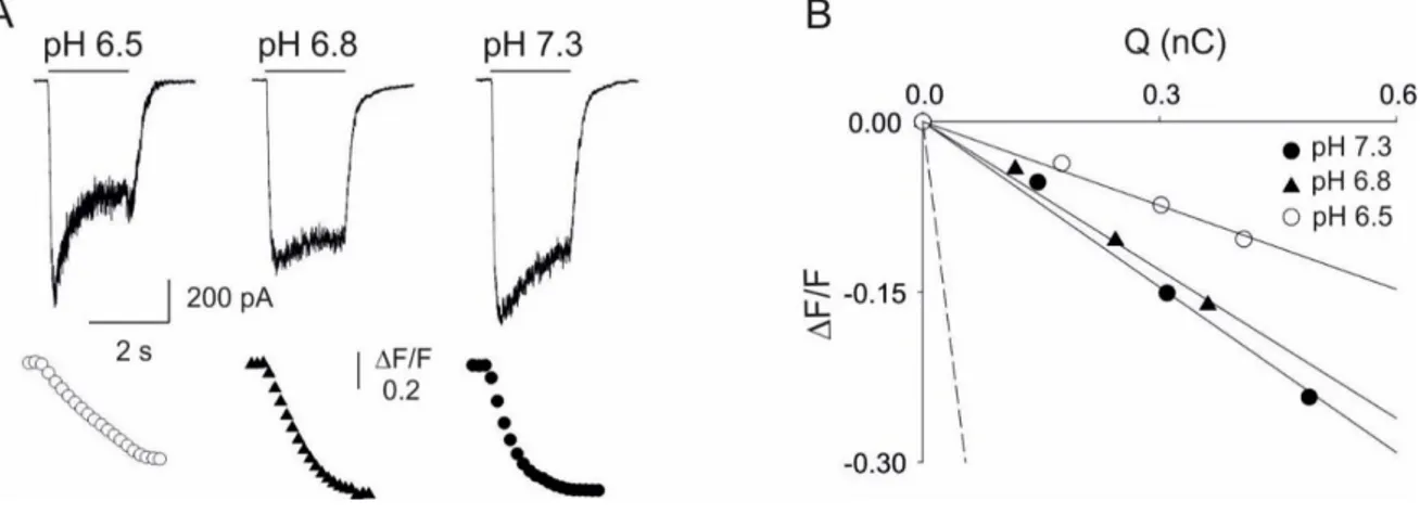 Fig. 8. Acid pH e  reduces the Ca 2+  permeability of human NR1/NR2B NMDA receptor.  
