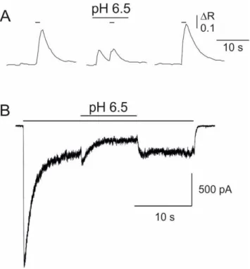 Fig. 13. Extracellular acidosis reduces both NMDA-evoked Ca 2+  transients and NMDA-evoked  whole-cell currents in cortical neurons in culture