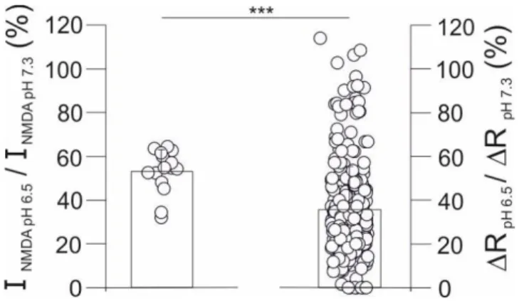 Fig. 14. Extracellular acidosis reduces significantly more NMDA-evoked Ca 2+  transients  than  NMDA-evoked whole cell currents in cortical neurons in culture