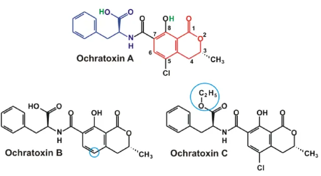 Figure 2. Chemical structure of ochratoxins. 